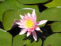 Caroliniana Rosea (fam Nympheas) (Obt. Latour-Marliac 1908) (02) (Photo F. Mrugala)